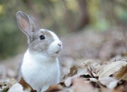 娱乐吃瓜小兔兔微博号,揭秘娱乐圈那些吃瓜趣事